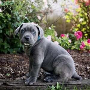 Frank, Cane Corso Puppy